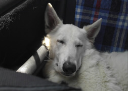 Elli auf der Rueckfahrt